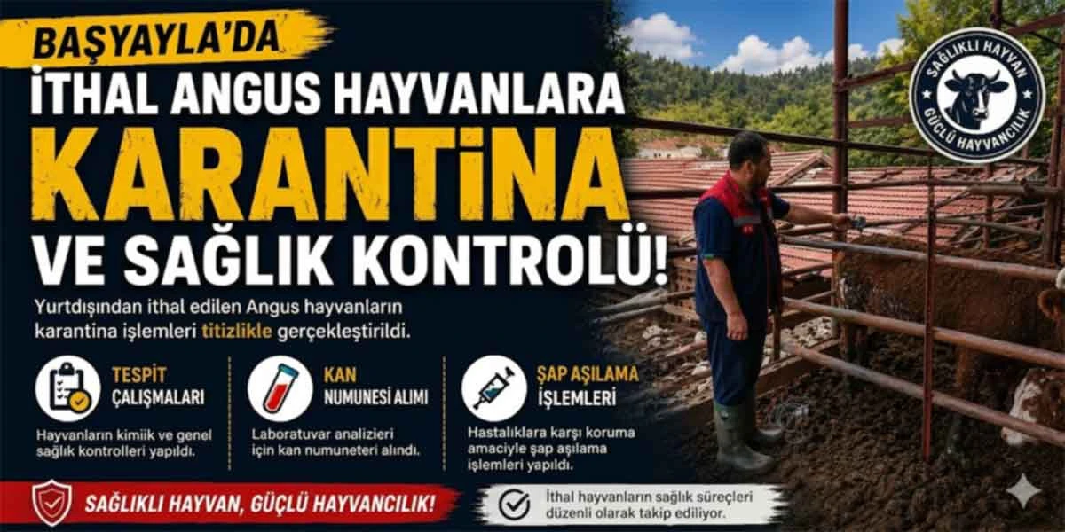 Bayram &Ouml;ncesi İthal Angus Hayvanlara Karantina ve Sağlık Kontrol&uuml;