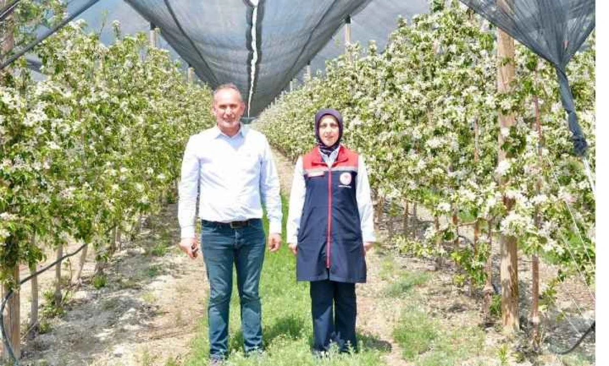 İl Tarım ve Orman M&uuml;d&uuml;r&uuml; Hatice Bulut: Kaliteli elma &uuml;retimimiz artacak